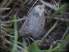 Hoplodrina sp.